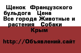 Щенок  Французского бульдога › Цена ­ 35 000 - Все города Животные и растения » Собаки   . Крым